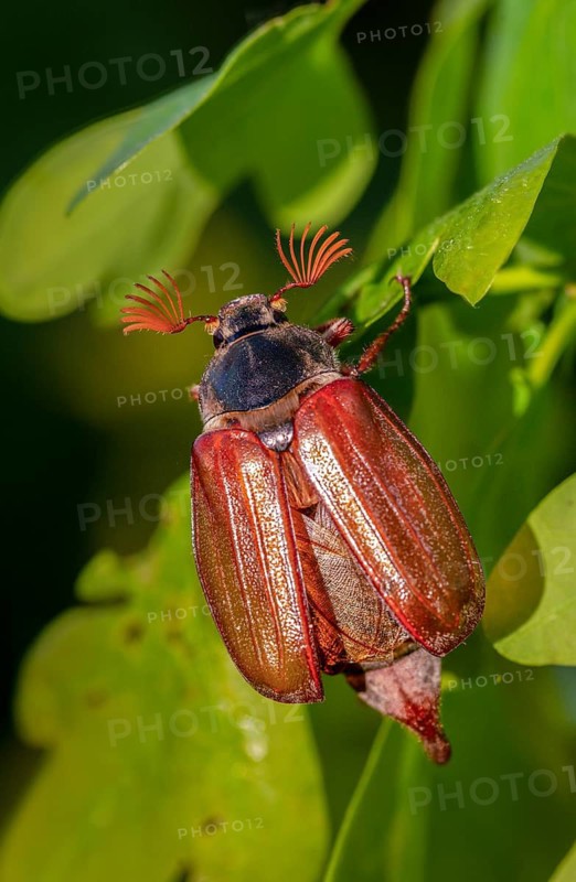 Leaf horn beetle, field may beetle, common may beetle, may bug, melolontha melolontha, scarabaeidae, beetle, cockchafer, coleoptera, doodlebug, high size, portrait format, insects, beetles