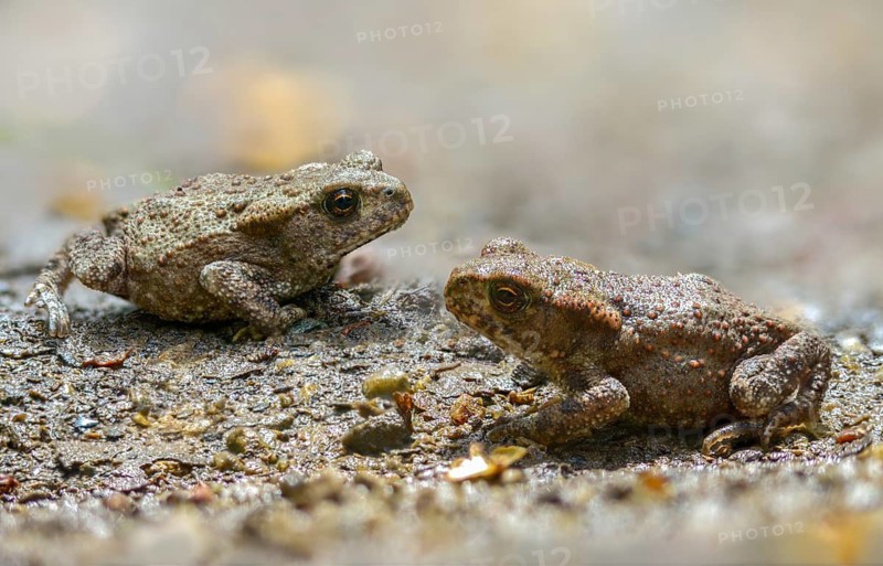 Bufo bufo, common toad, toad, amphibians, amphibians, young animal, juvenile, toad migration, amphibians