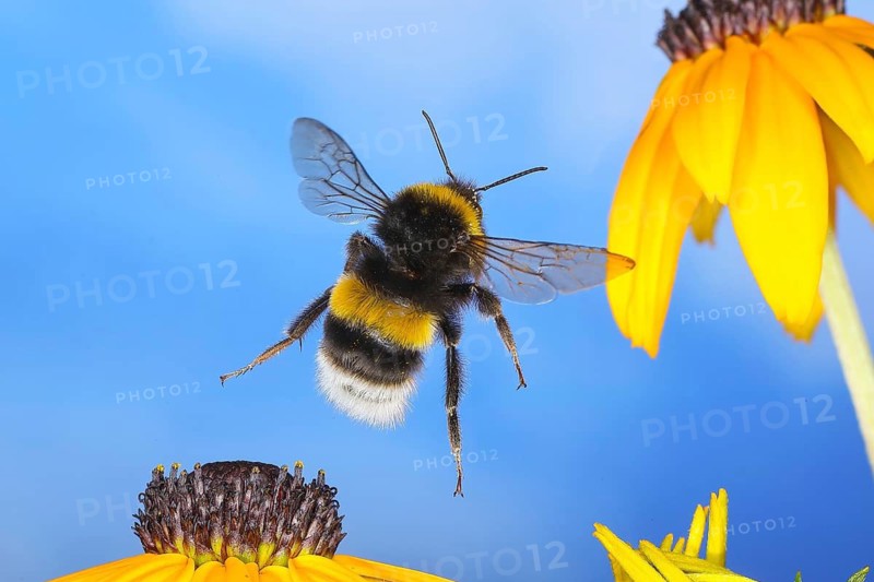 Large earth bumblebee (Bombus terrestris), flying over the flowers of the yellow coneflower (Echinacea paradoxa), wildlife, high-speed nature photography, insects, bumblebees, Siegerland, North Rhine-Westphalia, Germany