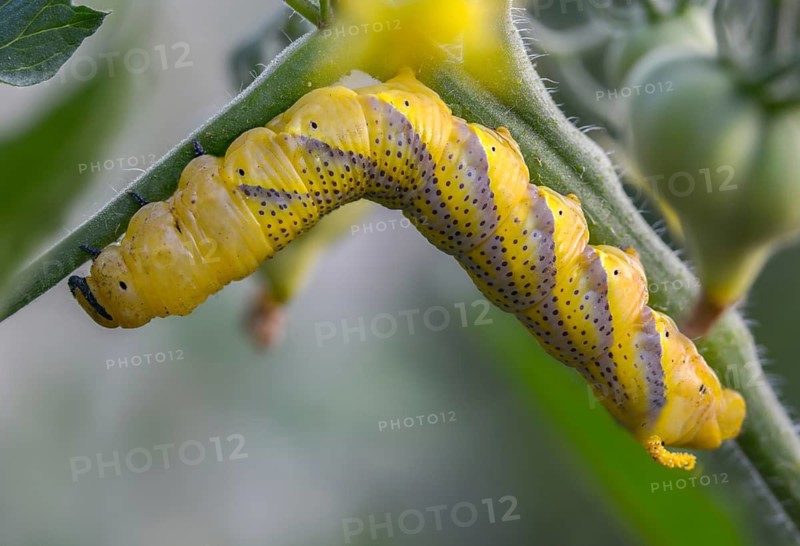 Acherontia Atropos, Death's-Head Hawkmoth, Greater Death's Head Hawkmoth, Sphingidae, Skull Swarmers, Inchworm, Insects, Moths, Moths, Moths, Caterpillar, Butterflies, Swarmers