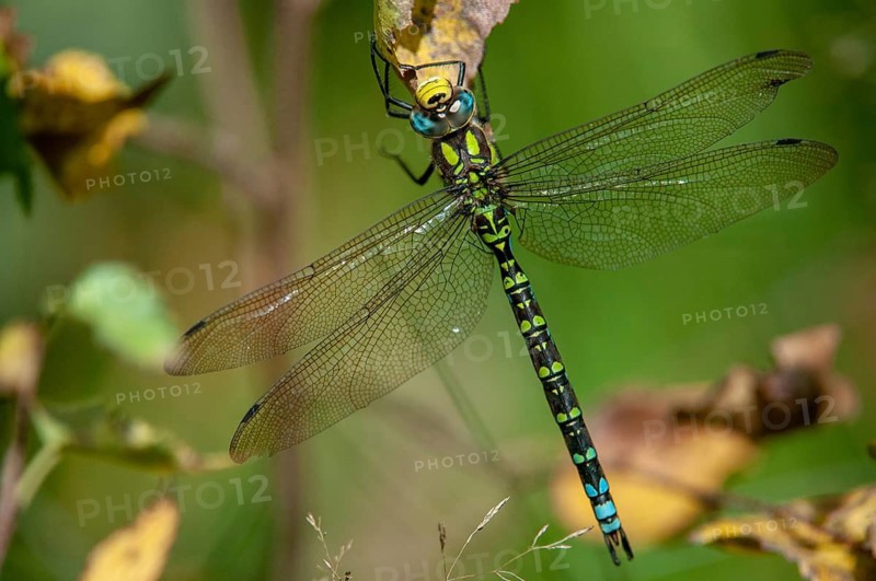 Aeshna cyanea, blue-green mosaic maiden, southern hawker, anisoptera, damselflies, dragonflies, insects, dragonflies, males, odonata