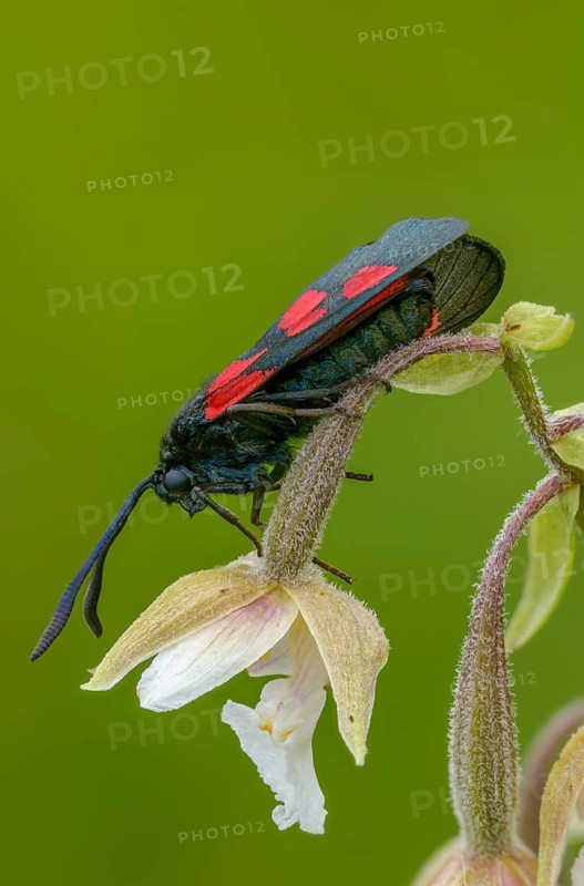 Common marsh root, epipactis palustris, wetland ram, five-spot burnet, clover ram, orchidaceae, orchids, orchid plants, marsh horn clover ram, swamp sitter, marsh worm, white marsh root, zygaena trifolii, blood droplets, butterfly, flora, high size, portrait, insects, insects, marsh helleborines, moths, moths, plants, plants, butterfly, ram