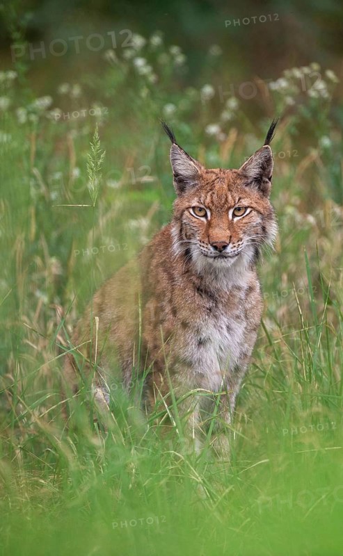 Carnivora, Eurasian lynx, felis lynx, predators, high size, portrait, mammals, raptors, mammals