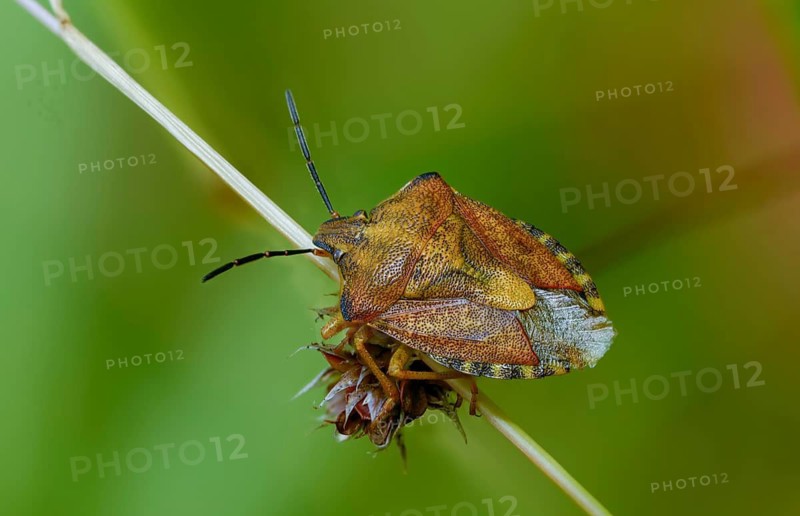 Black-shouldered shieldbug, carpocoris purple eipennis, heteroptera, purple tree bug, purple fruit bug, insects, copula, mating, bugs