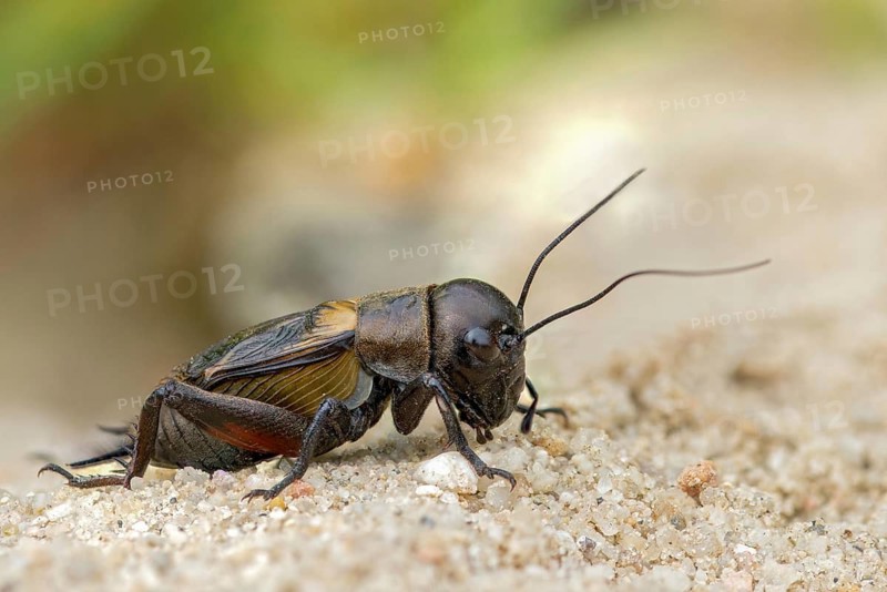 Field cricket, Gryllus campestris, ensifera, field cricket, crickets, insects, insects, long-feeler scare