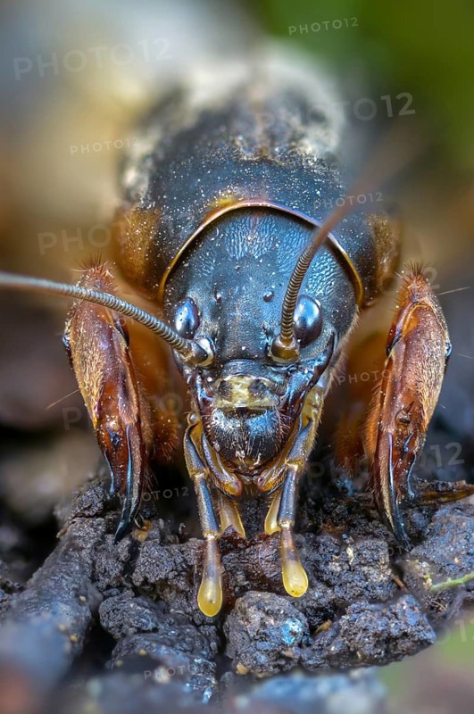 European mole crickets, grasshoppers, gryllotalpa gryllotalpa, half-devil, mole crickets, werre, dwarf, ensifera, grasshoppers, high size, portrait format, insects, insects, long-feeler scares