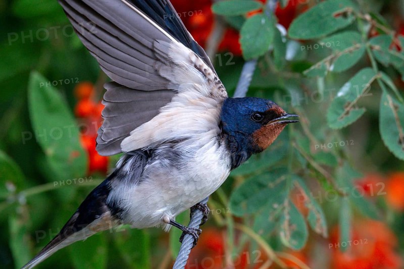 Hirundo rustica, barn swallow, birds, passeri, swallows, songbirds, birds