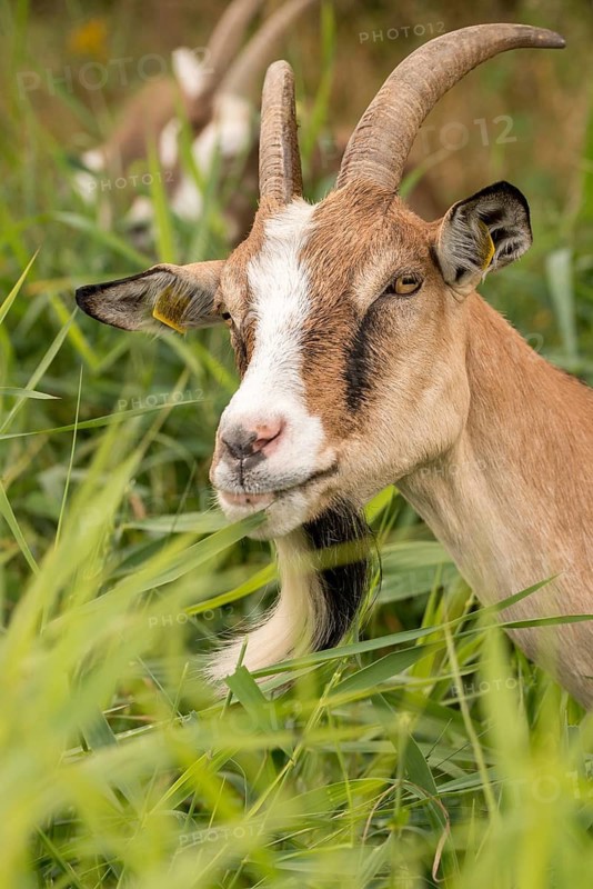 Artiodactyla, Capra aegagrus hircus, even-toed ungulate, domestic goat, cloven-hoofed, grazing, goat, grazing, pet, high size, portrait format, mammals, mammals, goat, goat grazing
