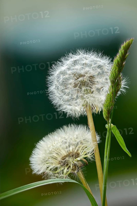 Asteraceae, common dandelion, daisy, dandelion, dandelion, dandelion, taraxacum officinale agg., flora, high size, vertical format, plants, plants