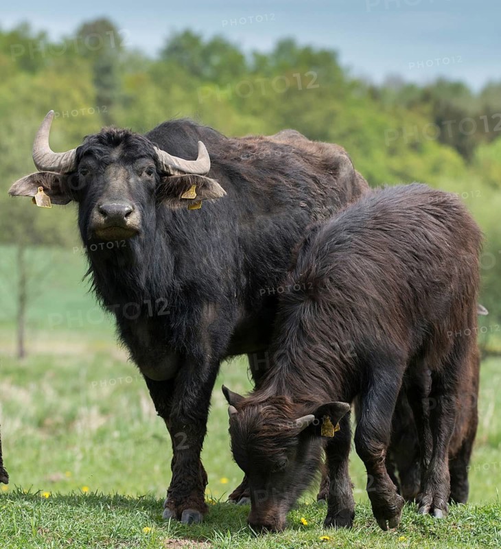 Artiodactyla, Bubalus Arnee, Even-Toed Ungulate, Frießnitzer See, Germany, Greiz, Paarhufer, Thuringia, water buffalo, water buffalo, grazing, domesticated animals, extensive grazing, pet, high size, portrait format, mammals, Vogtland