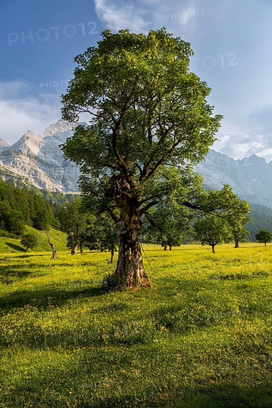 Large maple soil in the Karwendel nature park Park in Rißtal, Hinterriß, Tyrol, Austria