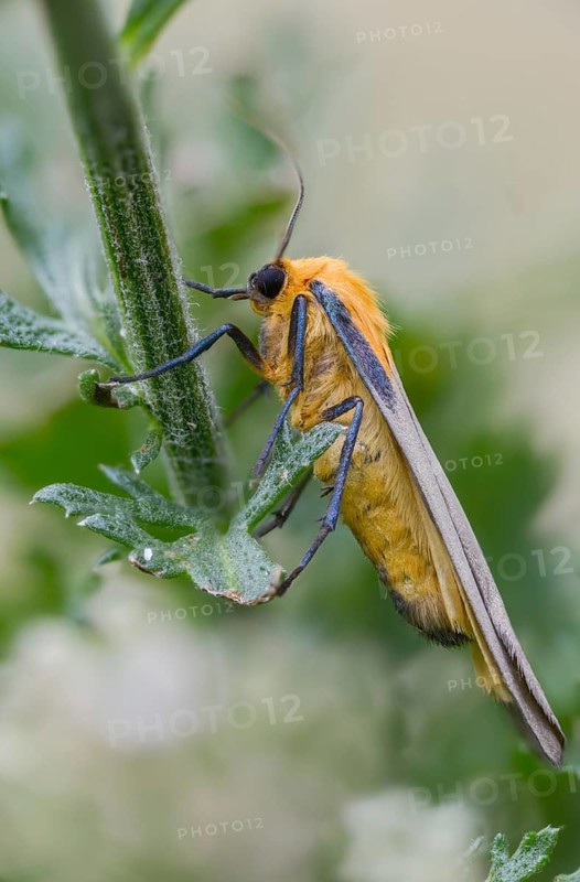 Four-spotted footman, large lichen bear, lithosia quadra, oeonistis quadra, four-spotted lichen bear, high size, portrait format, insects, moths, moths, moths, butterflies
