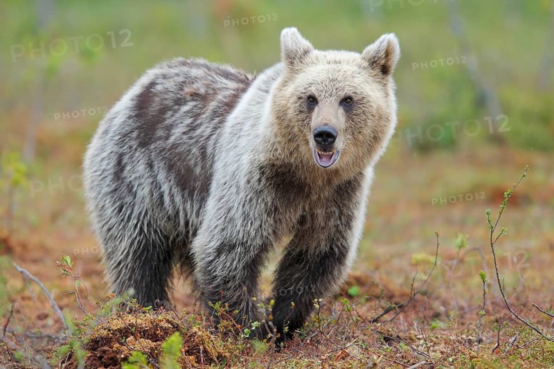 Brown Bear on a Bog North East Finland. Brown bear on a high moor. Northeast Finland