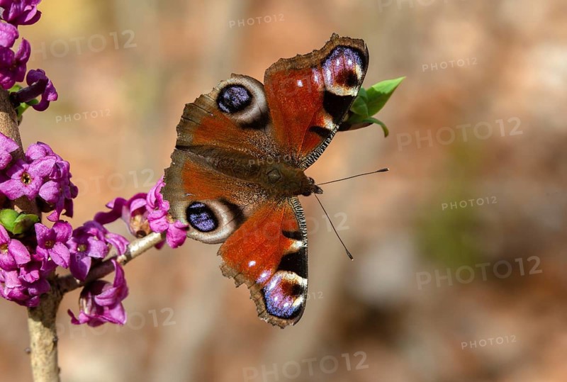 Aglais io, Daphne Mezereum, real Daphne, February Daphne, common Daphne, Common Daphne, Inachis io, Cellar Neck, Nymphalis io, Peacock Butterfly, Daphne, Sparrow Tongue, Thymelaeaceae, Butterfly, Flora, Spring, Insects, Mezereon, Mezereum, Plants, butterflies, spring, spurge laurel, spurge olive, butterflies