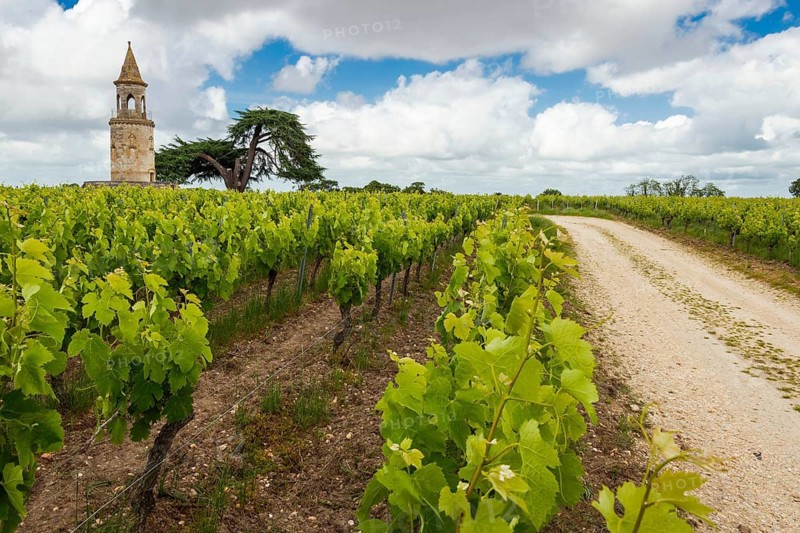 Viticulture on a historic winery in the north of the Mèdoc region, France