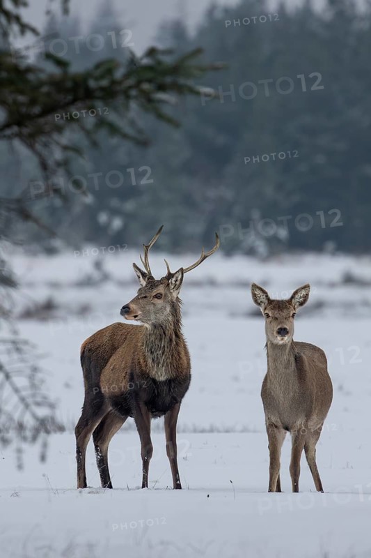 Red deer (Cervus elaphus) and red deer in a meadow in a snow-covered winter landscape, winter, cold, snow, January, Denmark