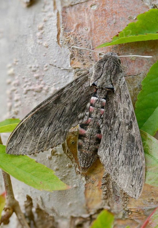 Agrius convolvuli, convolvulus hawk-moth, winch swarmer, high size, portrait format, insects, moths, moths, butterflies