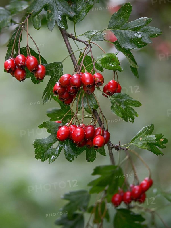 Crataegus monogyna, hawthorn, hawthorn, rosaceae, rose family, hawthorn, common hawthorn, flora, high size, portrait, oneseed hawthorn, plants, plants, single-seeded hawthorn