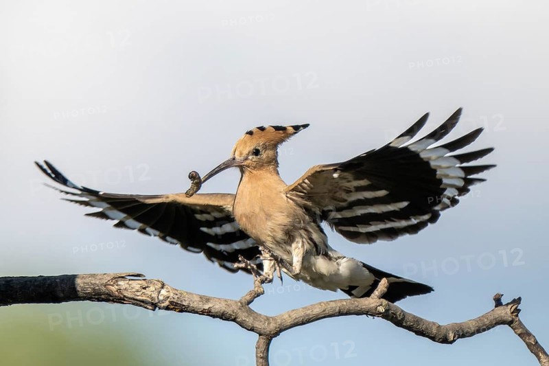 Hoopoe (Upupa epops), perched on a branch with food in its beak, Lower Austria, Austria