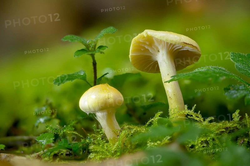 Yellow larch snail, hygrophorus lucorum, larch woodwax, limacium lucorum, larch snail, tricholoma luteocitrinum, fungi, fungi, mushrooms