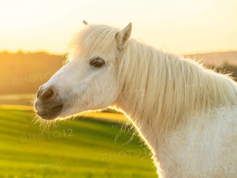 Pony, Shetland pony, mold, gelding, portrait, evening sun, back light