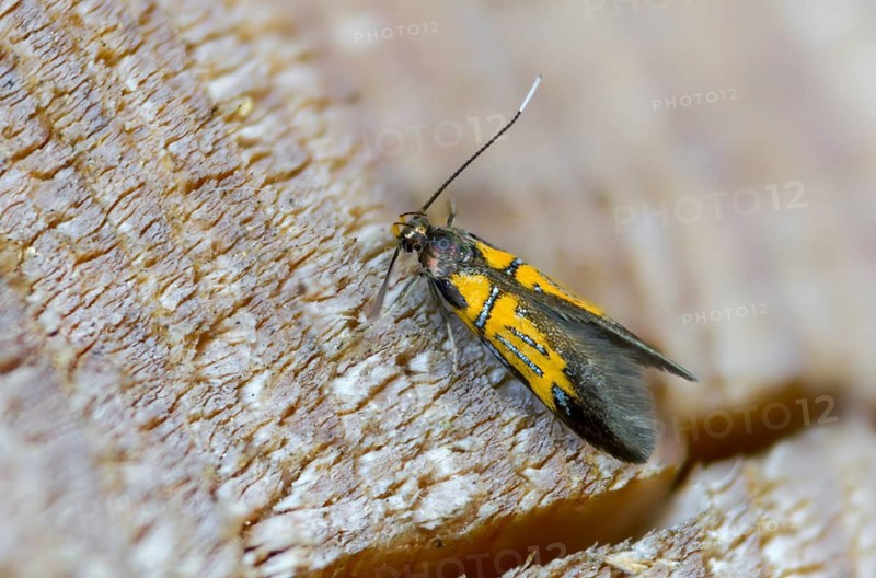 Brown-tip tubic, oak bark rotwood moth, orange-silver broad-winged moth, Schiffermülleria Schäfferella, insects, moths, moths, butterflies