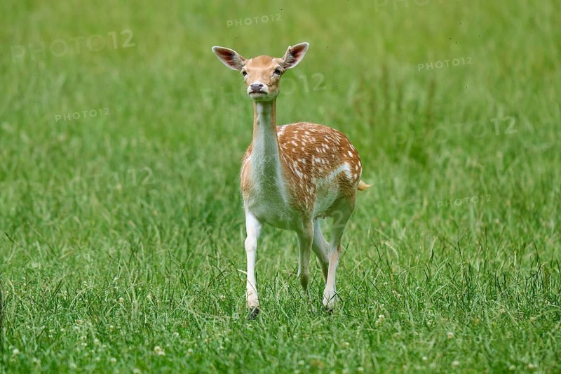 A female fallow deer stands attentively in a green meadow, surrounded by peaceful countryside, fallow deer (Dama dama), Hesse, Germany