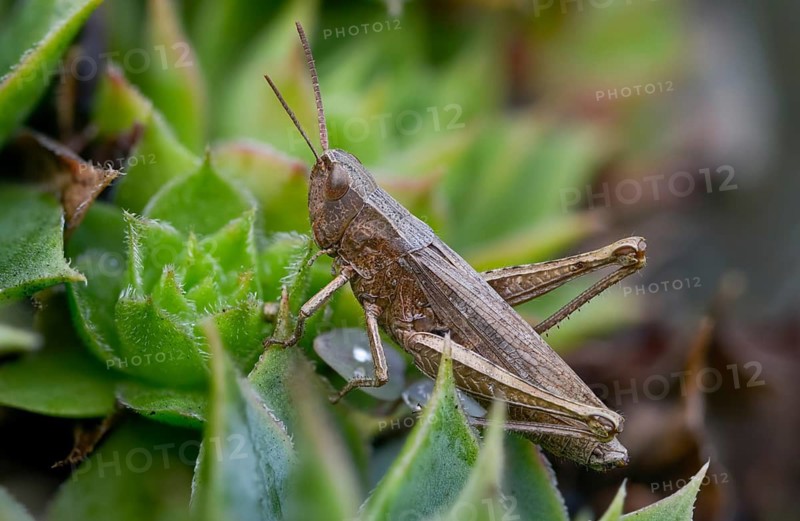 Acrididae, Caelifera, Chorthippus dorsatus, field locusts, gomphocerinae, short-feeler, steppe grasshopper, meadow grasshopper, grasshopper, grasshoppers, insects, female