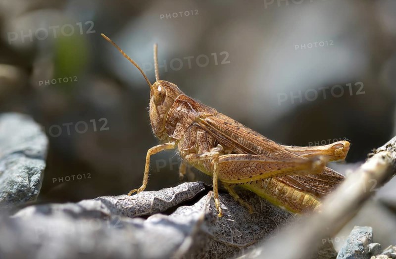 Acrididae, Caelifera, Chorthippus apricarius, field grasshopper, field locust, gomphocerinae, short-feeler, locomotive grasshopper, upland field grasshopper, female, grasshopper, grasshoppers, insects, insects, female