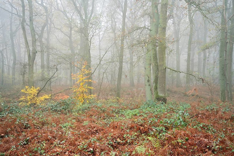 Deciduous forest with European beech (Fagus sylvatica) and English oak (Quercus robur) in autumn, North Rhine-Westphalia, Germany