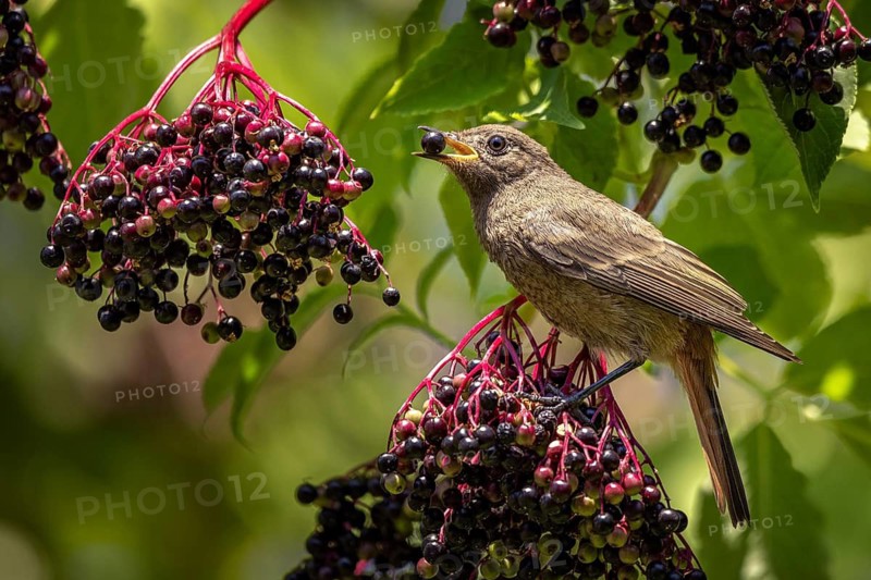 A black redstart (Phoenicurus ochruros) eats elderberries (Sambucus) in the sunlight, Neunkirchen, Lower Austria, Austria