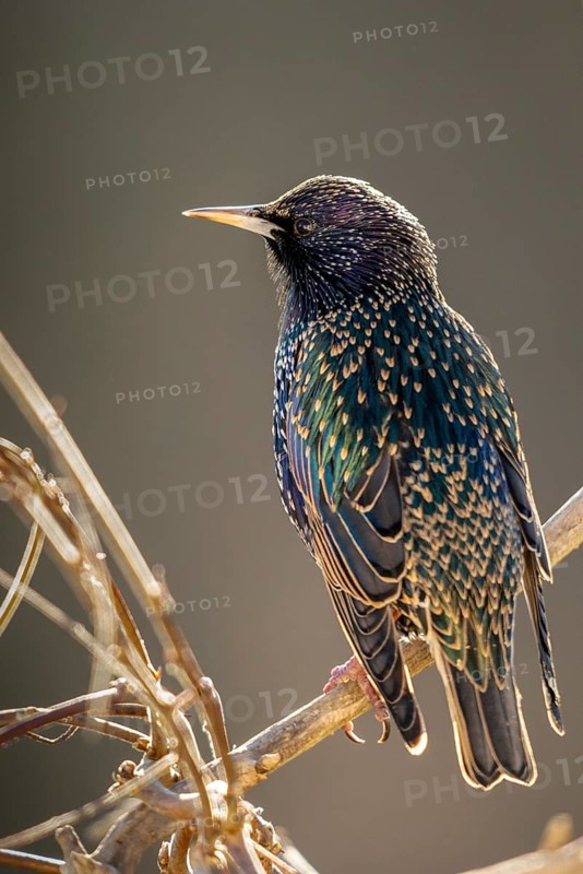 Star, Starling, Sturnus Vulgaris, Birds, High Size, Portrait, Passeri, Songbirds, Birds