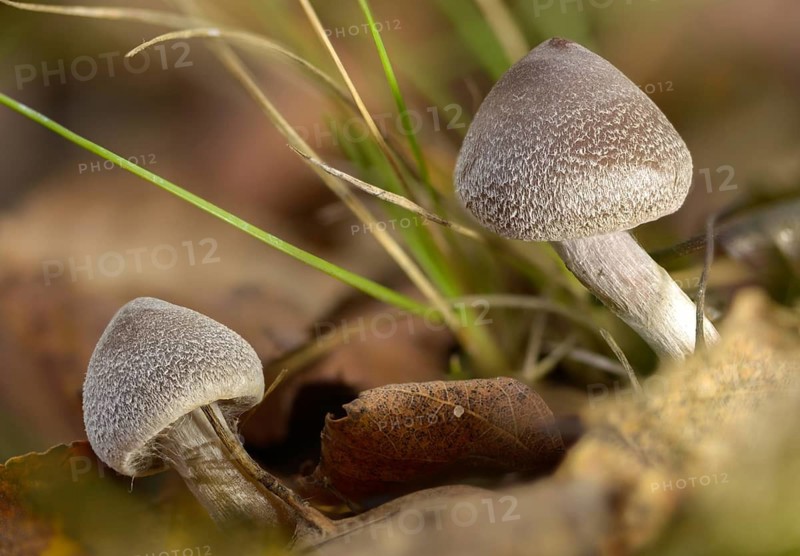 Cortinarius flexipes, scented girdle foot, geranium girdle foot, pelargonium webcap, pelargonium belt foot, purple girdle foot, white flaky stalked waterhead, fungi, mushrooms