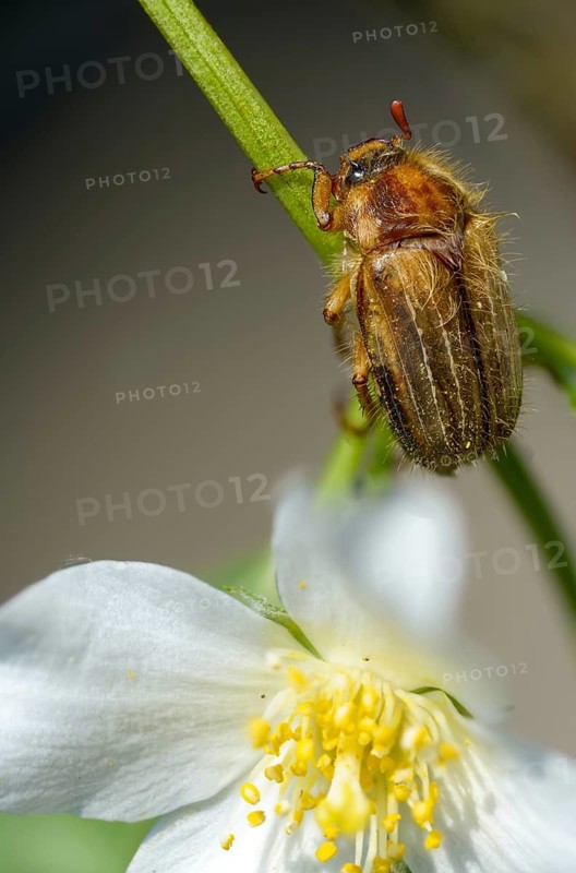 Amphimallon solstitiale, leaf horn beetle, curlew beetle, European June beetle, ribbed curlew, June beetle, scarabaeidae, beetle, coleoptera, high size, portrait format, insects, beetles, summer chafer