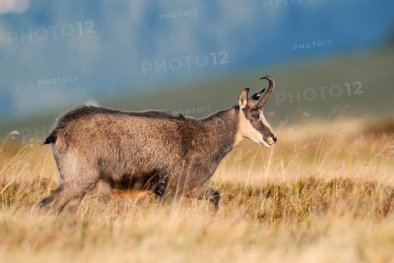 Chamois (Rupicapra rupicapra) in autumn, Vosges, France