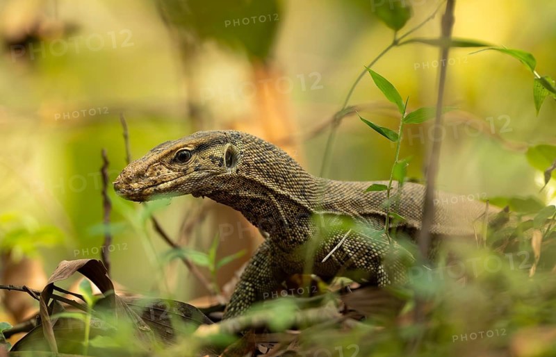 Bengal monitor lizard (Varanus bengalensis) navigating forest undergrowth, Sreepur, Gazipur, Bangladesh