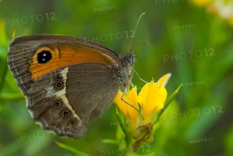 Bathsheba maniola, Pyronia bathsheba, Spanish oxeye, Spanish gatekeeper, butterfly, extremadura, insects, butterfly, Spain, butterflies