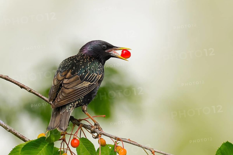 Starling (Sturnus vulgaris), adult bird eating cherries, Altmühlsee, Altmühltal, Franconian Lake District, Middle Franconia, Franconia, Bavaria, Germany
