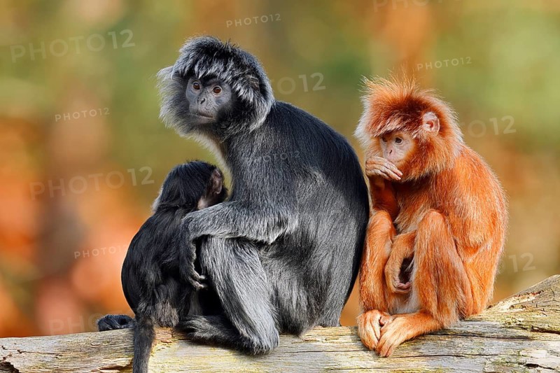 Javan lutung (Trachypithecus auratus), a female and her young sitting on a tree trunk, black and orange-brown colour variant, in captivity, found in Indonesia