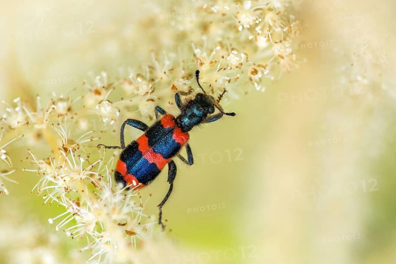 Bee beetle, bee wolf, common bee beetle, immense beetle, immense wolf, trichodes apiarius, beetle, coleoptera, insects, beetles