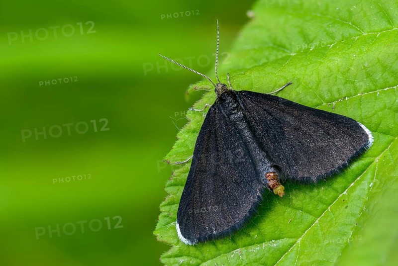 Geometridae, chimney sweeper, odezia atrata, soot, black tensioner, butterfly, chimney sweeper, insects, moths, moths, moths, butterfly