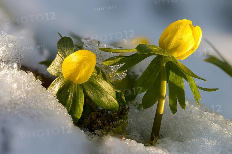 Eranthis hyemalis, buttercup family, ranunculaceae, winterling, flora, plants, plants, winter aconite