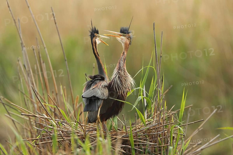 Two herons standing on their nest in the reeds, a bustling setting, purple heron (Ardea purpurea), in the nest, Baden-Württemberg, Germany