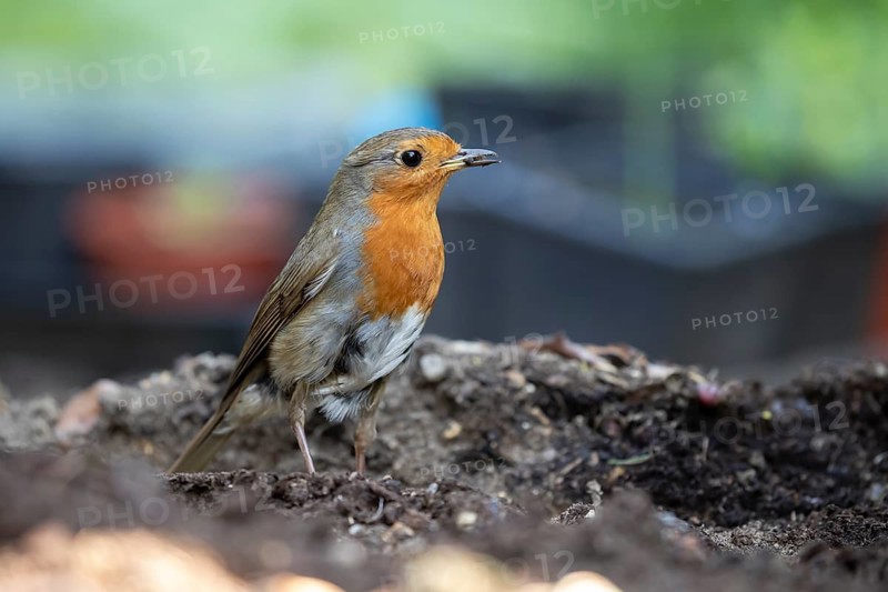 European robin (Erithacus rubecula) adult garden bird on a raised plant bed, England, United Kingdom