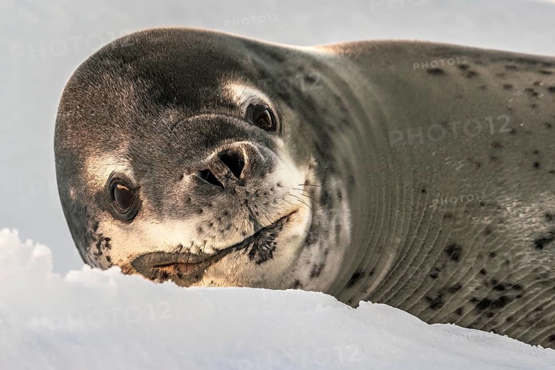 Close-up of a leopard seal, Hydrurga leptonyxresting on ice, Cuverville Island, Antarctica