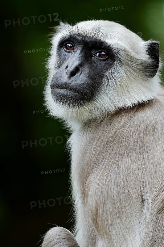 Northern plains gray langur (Semnopithecus entellus), male, portrait, captive, occurrence in India