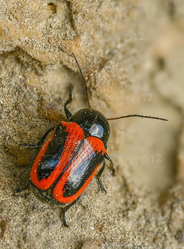Cryptocephalus bipunctatus, drop beetle, two-spotted pot beetle, two-spotted drop beetle, beetle, coleoptera, high size, portrait format, insects, beetles