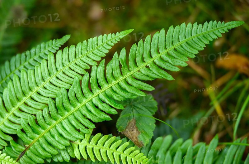 Blechnum spicant, European rib fern, common rib fern, struthiopteris spicant, deer fern, flora, hard-fern, plants, plants