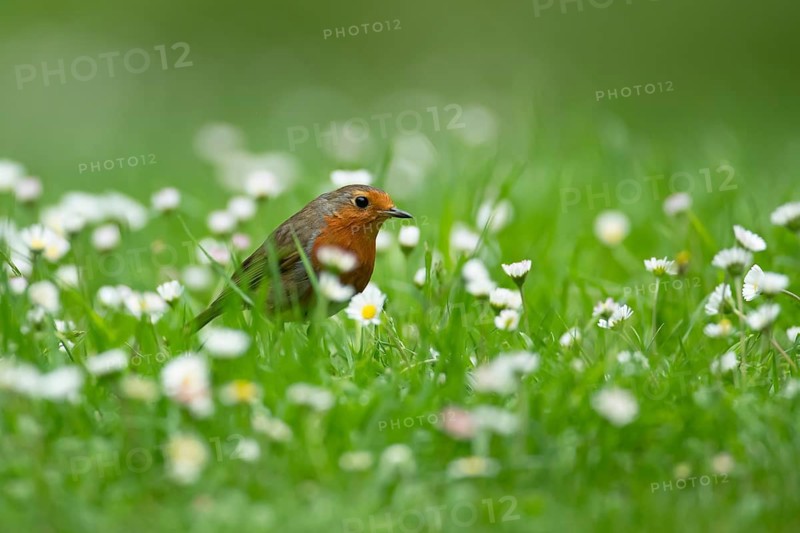 European robin (Erithacus rubecula) adult garden bird on a grass lawn with daisy flowers in summer, England, United Kingdom