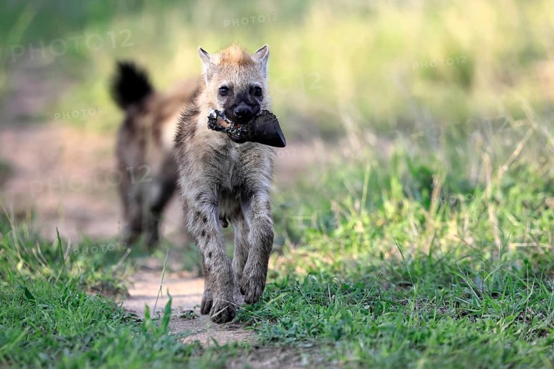 Spotted hyena (Crocuta crocuta), subadult, two, prey, bones, running, Kruger National Park, South Africa